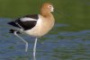 American Avocet - Sonoran Desert