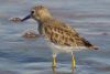 Least Sandpiper - Sonoran Desert