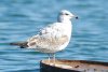 Ring-billed Gull - Sonoran Desert