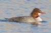 Common Merganser - Sonoran Desert