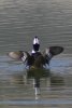 Hooded Merganser - Sonoran Desert