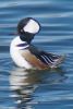 Hooded Merganser - Sonoran Desert