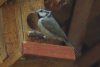 Bridled Titmouse - Sonoran Desert species