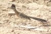 Greater Roadrunner - Sonoran Desert