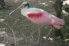 Roseate Spoonbill