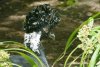Yellow-knobbed Curassow - Colombia, Venezuela
