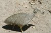 Elegant Crested Tinamou - Chile, Argentina