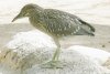 Night Heron - Sonoran Desert