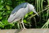 Black-crowned Night Heron - Sonoran Desert