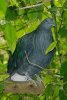 Nicobar Pigeon - Malay Peninsula, Nicobar Islands