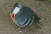 Bleeding-heart Dove - Philippines