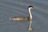 Western Grebe - Sonoran Desert