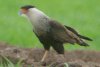 Crested Caracara - Sonoran Desert