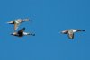 Northern Shovelers - Sonoran Desert