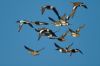 Wigeons and Shovelers - Sonoran Desert