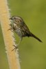 Song Sparrow - Sonoran Desert