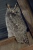 Great Horned Owl - Sonoran Desert