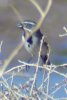 Black-throated Sparrow - Sonoran Desert