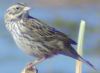 Pine Siskin - Sonoran Desert