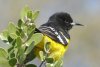 Scott's Oriole - Sonoran Desert