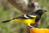 Scott's Oriole - Sonoran Desert