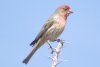 House Finch - Sonoran Desert