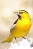 Bullock's Oriole - Sonoran Desert