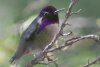 Costa's Hummingbird - Sonoran Desert