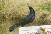 Great-tailed Grackle - Sonoran Desert