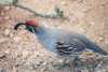 Gambel's Quail - Sonoran Desert