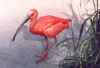 Scarlet Ibis