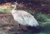 White Peahen