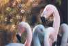 Chilean Flamingoes