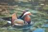 Mandarin Wood Duck