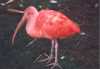 Scarlet Ibis