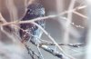 Elf Owl - Sonoran Desert