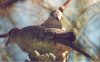 Inca Dove - Sonoran Desert