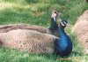 Peacocks - India