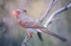 Pyrrhuloxia - Sonoran Desert