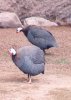 Helmeted Guinea Fowl - Africa