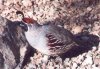 Gambel's Quail - Sonoran Desert