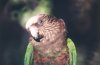 parrot - Sonoran Desert