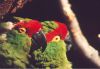 Thick-billed Parrots - Sonoran Desert
