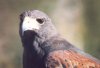 Harris's Hawk - Sonoran Desert