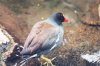 Common Gallinule - Sonoran Desert