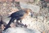 Great-tailed Grackle - Sonoran Desert