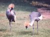 East African Crowned Crane - Balearica regulorum