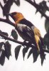 Bullock's Oriole - Sonoran Desert