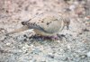 Mourning Dove - Sonoran Desert