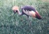 East African Crowned Crane